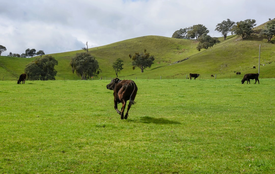 grass fed beef collagen
