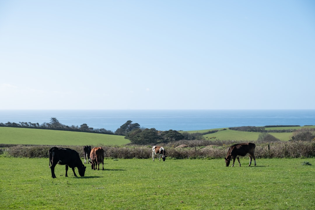 marine vs bovine collagen sources