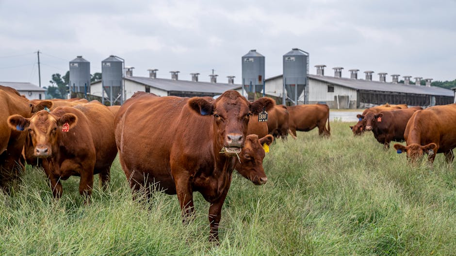 which collagen is best bovine or marine